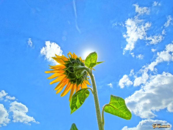 Солнечный цветок