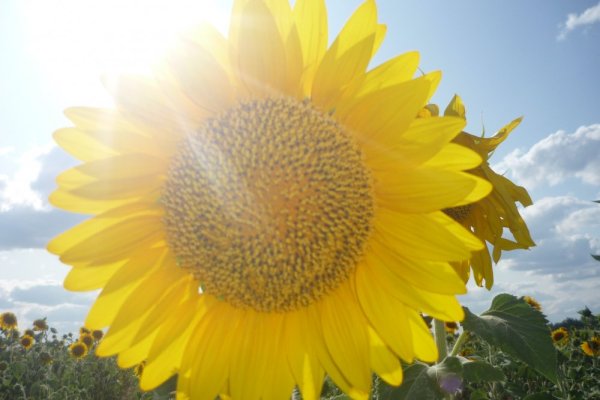 Высказывания про Подсолнухи