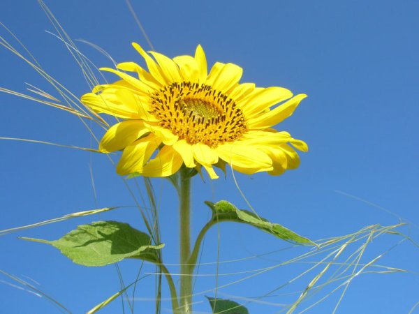 Подсолнухи и солнце