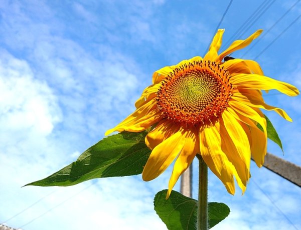 Подсолнухи повернулись к солнцу