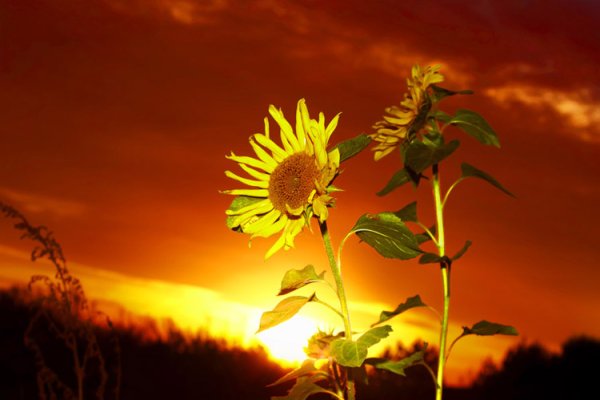 Ребенок тянется к солнцу