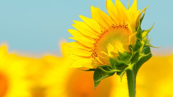 Подсолнухи повернутые друг к другу