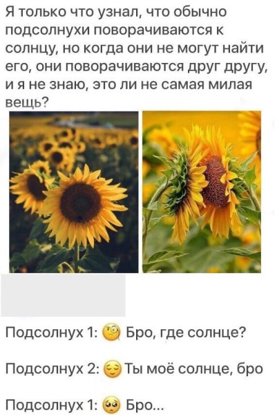 Подсолнухи и солнце