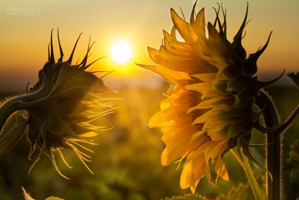 Подсолнечник солнце