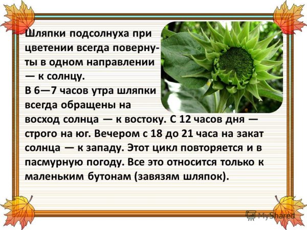 Ориентирование по подсолнуху