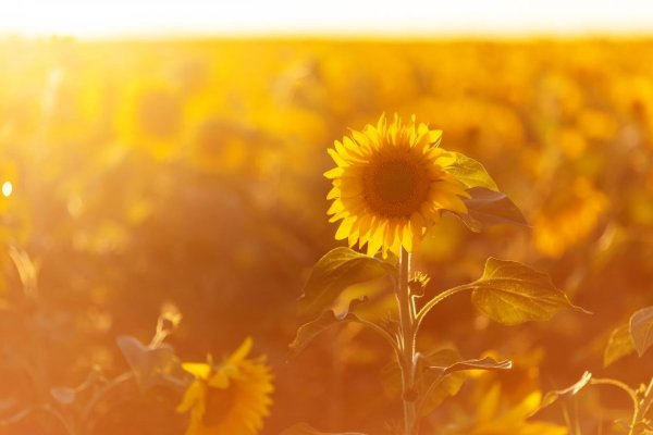 Подсолнух поворачивается за солнцем