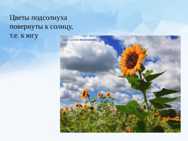 Поле подсолнухов на рассвете