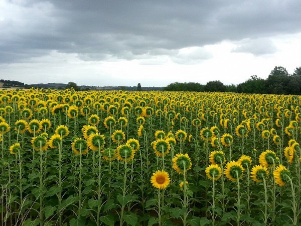 Подсолнух поворачивается за солнцем