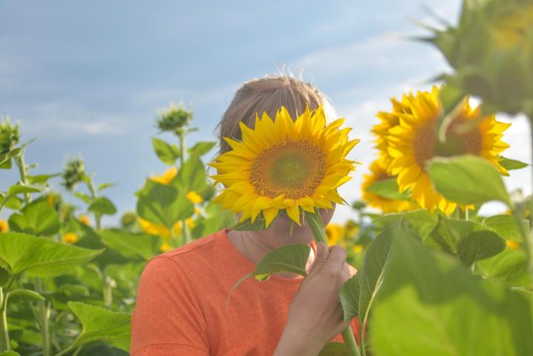 Рисунки подсолнухов