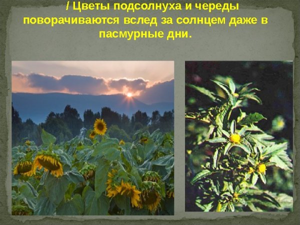 Картины Вирпи Пеккала