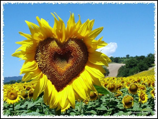 Подсолнухи повернулись к солнцу