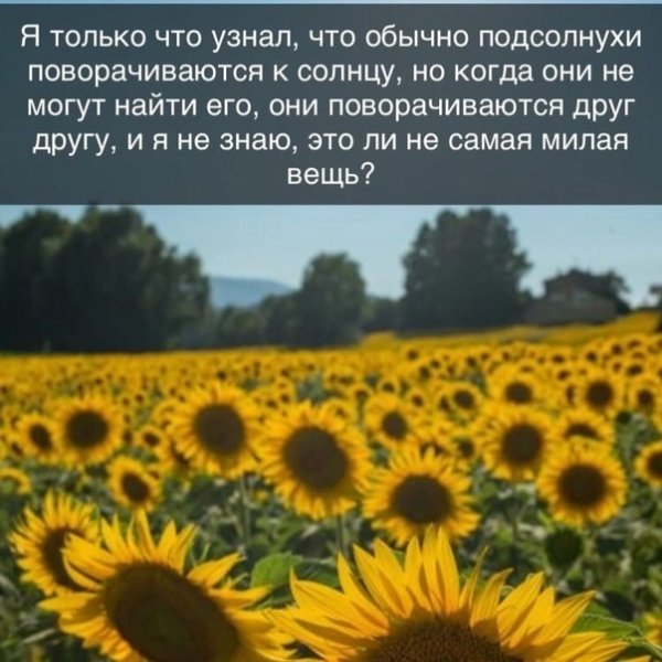 Америка Родина подсолнечника