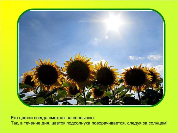 Жухлый подсолнух