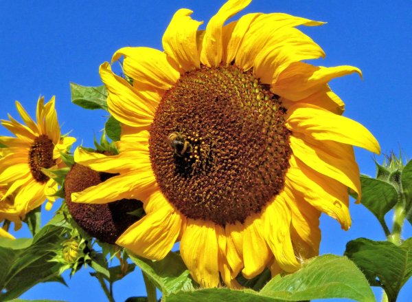 Гелиантус Винсент