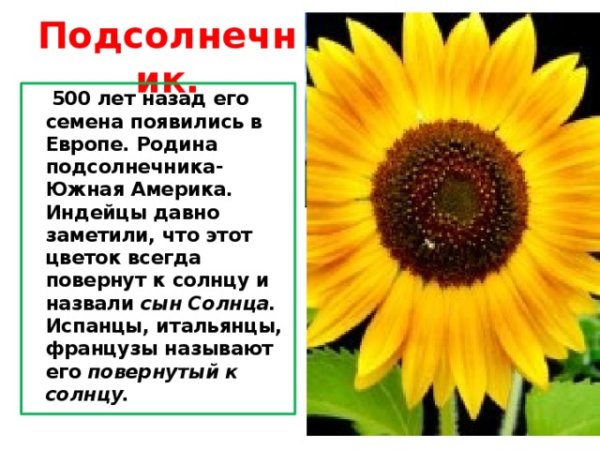 Подсолнечник солнце