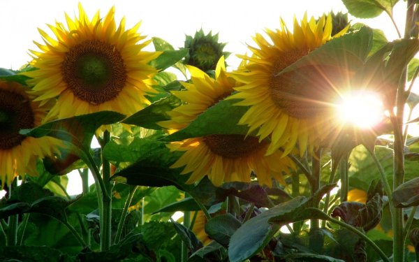 Подсолнух Рокс