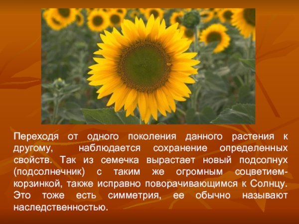 Подсолнух для детей