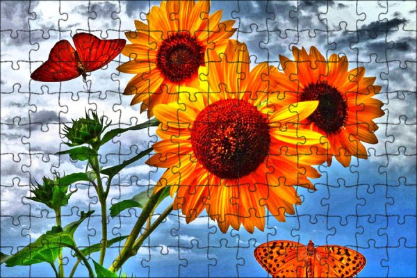 Гелиотропизм подсолнечника