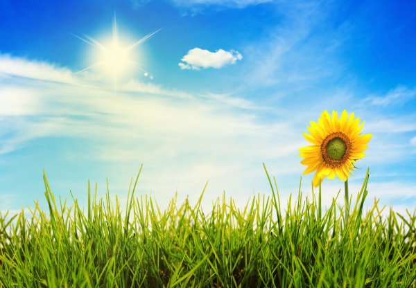 Лето солнце