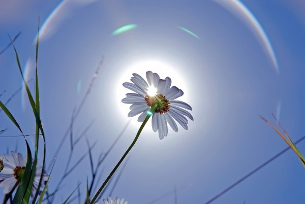 Солнышко светит стих