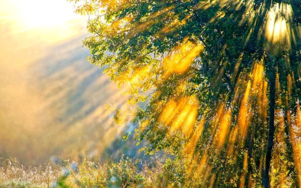 Я дарю вам солнце