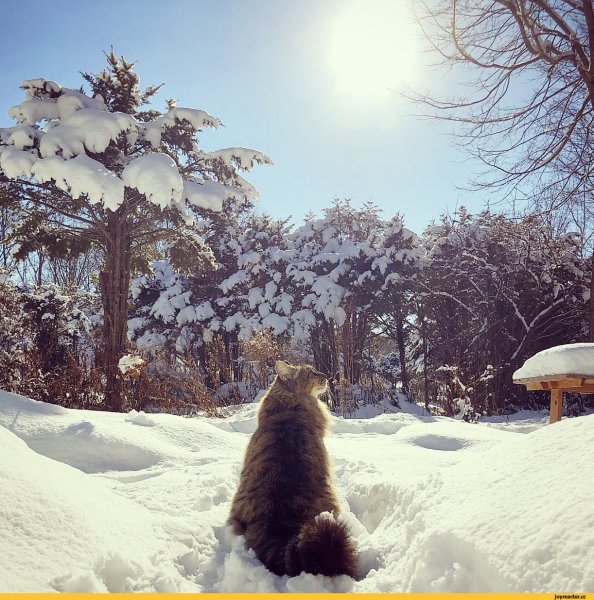 Котик в морозный день