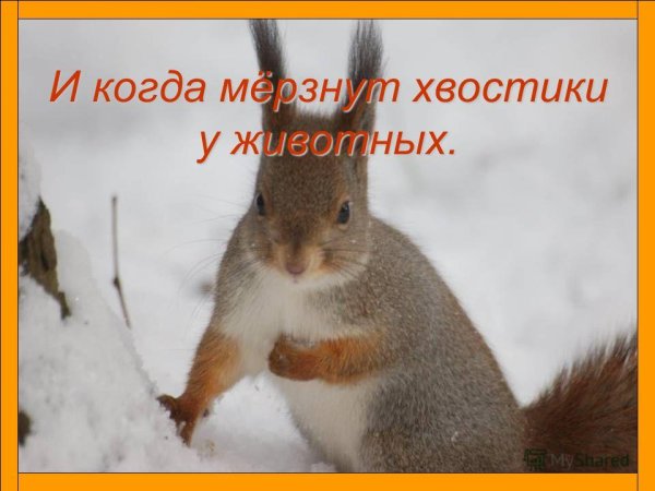 Мёрзнет хвостик картинки