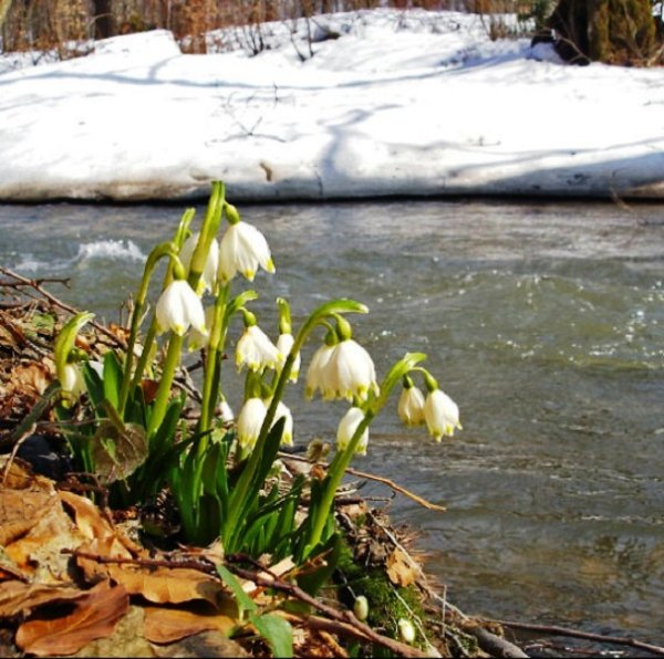 Подснежники у ручья