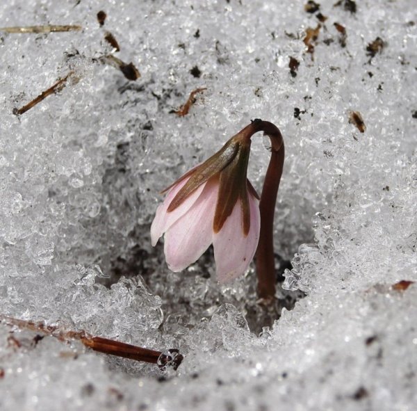 Розовый Подснежник