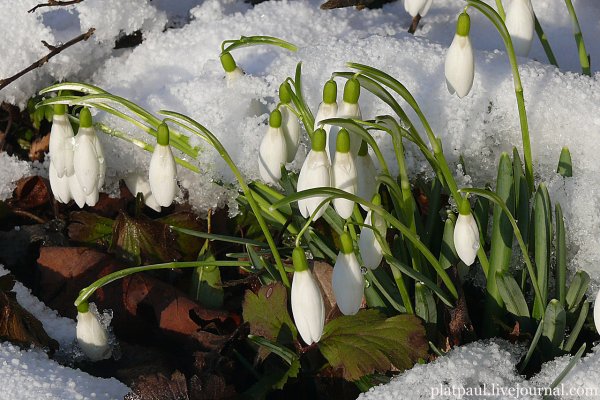 Апрель Подснежник