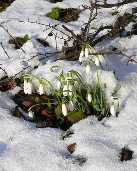 Апрельские проталины
