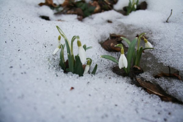 Весна проталины подснежники