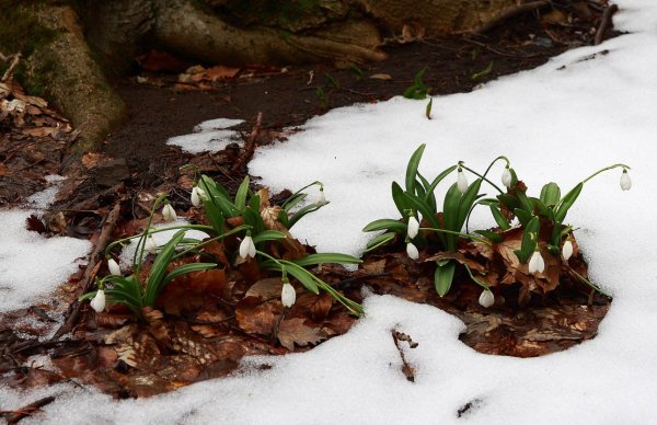 Первые проталинки первая трава