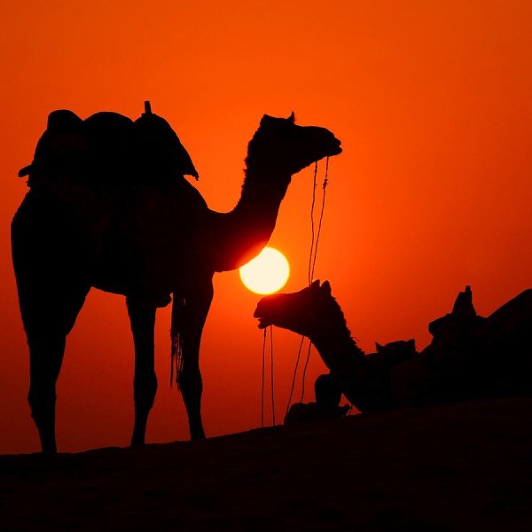 Караван верблюдов
