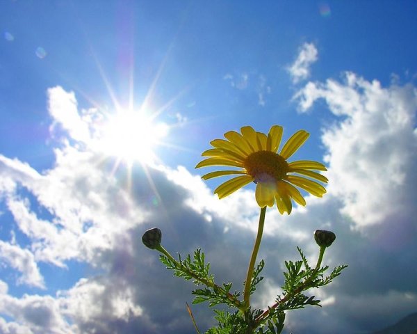 Цветы вода солнце