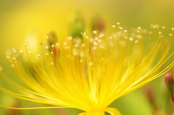 Желтый в природе