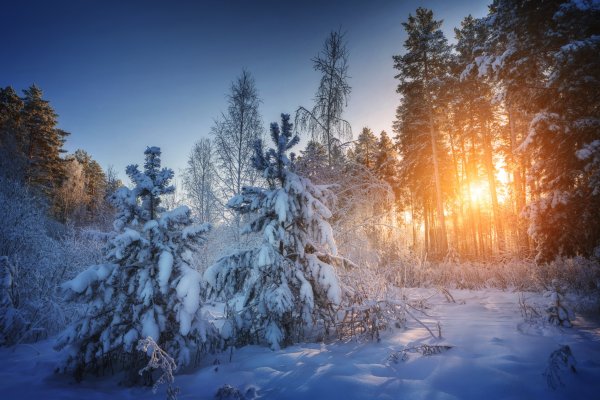 Заснеженный лес