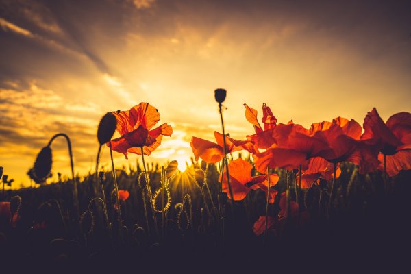 Цветы на фоне заката