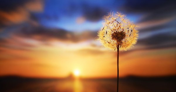 Одуванчик на солнце