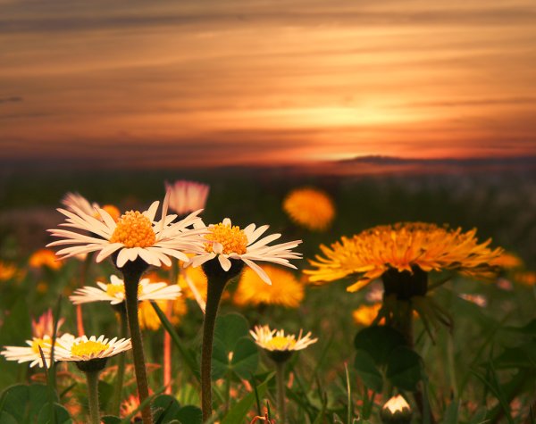 Ромашки на рассвете