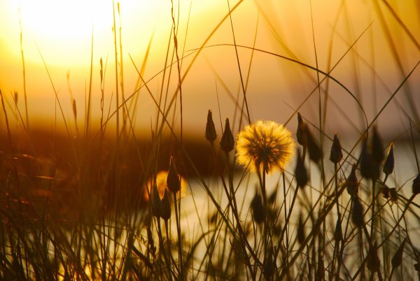 Одуванчик на рассвете
