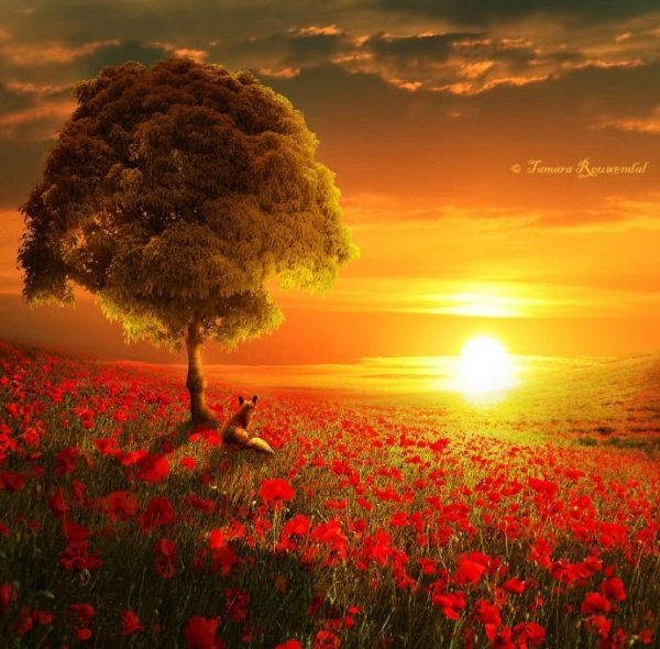 Дерево в поле на закате