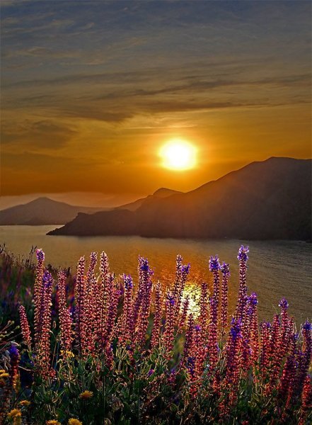 Ромашковое поле на закате