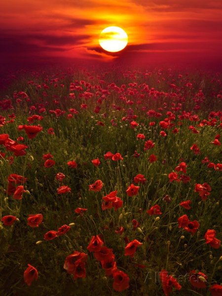 Подсолнухи на рассвете