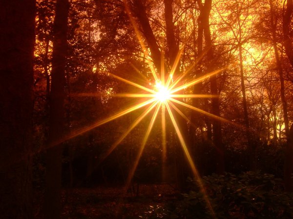 Желтое солнце фото