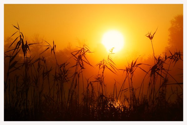 Понящее солнце пустыни