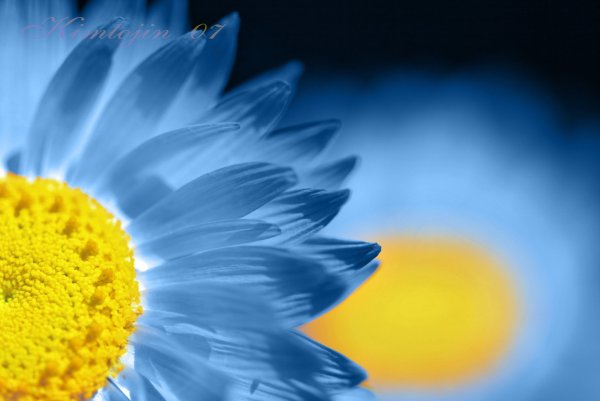 Голубая звезда