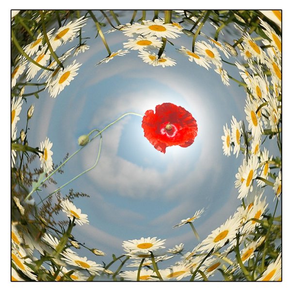 Цветы радость для души