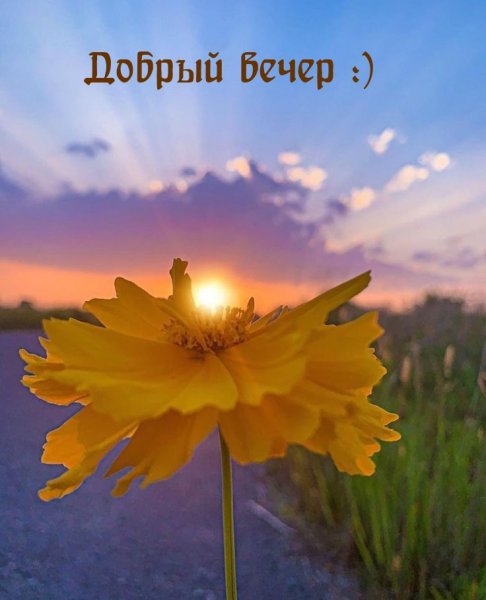 Цветы и солнце