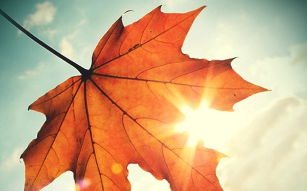 Лето солнце листва